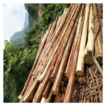 珠海木材批发市场 园林绿化材料 杉木杆 树木支撑杆出售