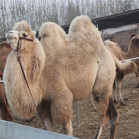 驯服乘骑旅游区景区观赏成年双峰骆驼 展览拍照驮运