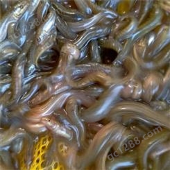 厂家出售 小泥鳅 鱼塘 鱼池 工厂化养殖 耐低温缺氧