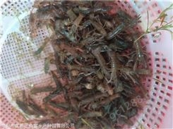 广州澳洲淡水龙虾苗批发