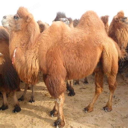 驯服乘骑旅游区景区观赏成年双峰骆驼 展览拍照驮运