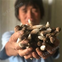 联盛 北京鸡枞厂家 食用黑皮鸡枞菌 规格齐全
