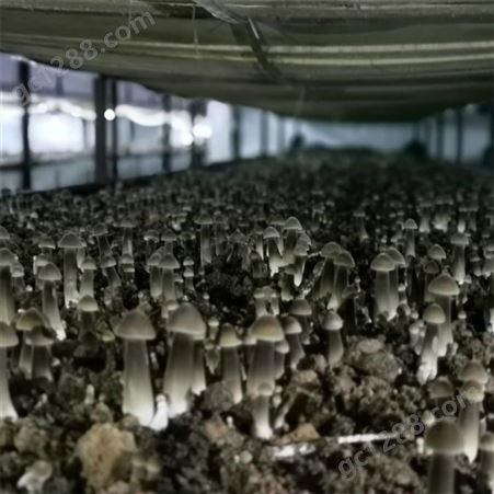 联盛 天津鸡枞厂家 食用黑皮鸡枞菌 
