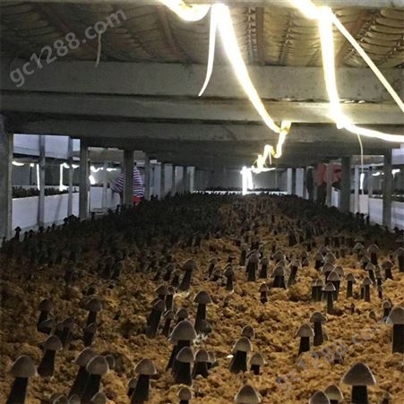 联盛 北京鸡枞菌基地 北京鸡枞鲜货 价格合理