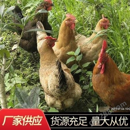 厂家供应老母鸡土养鸡 洪湖养殖鸡放养生态农家鸡